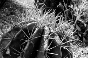 Barrel Cactus photo by John Nemerovski