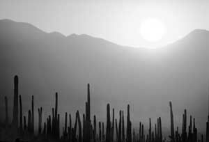 Sunrise on the Sonoran Desert